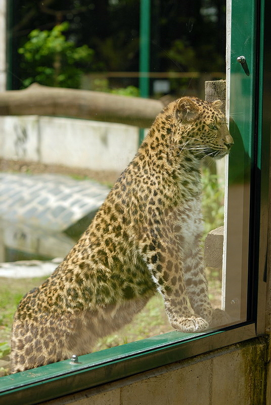 Chinese leopard at Cottbus