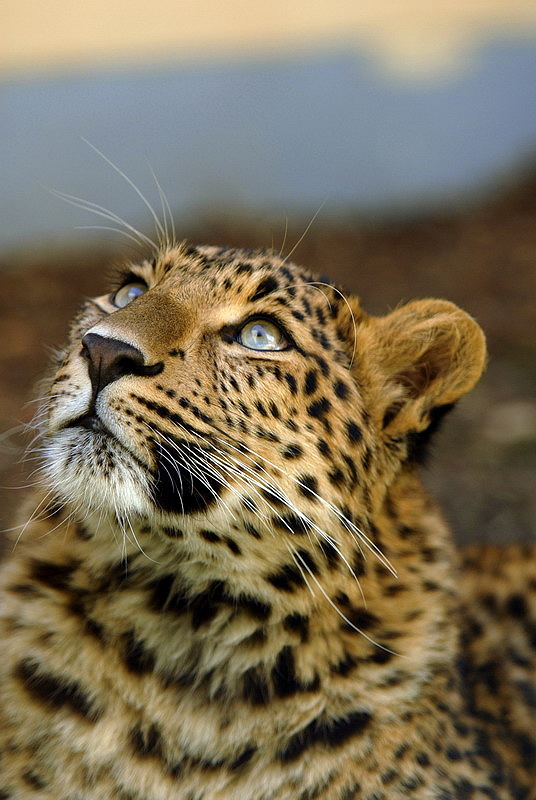Chinese leopard at Cottbus