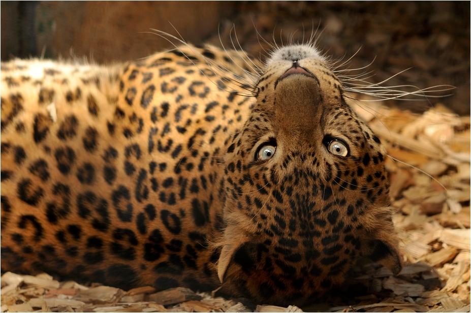 Chinese leopard at Eberswalde