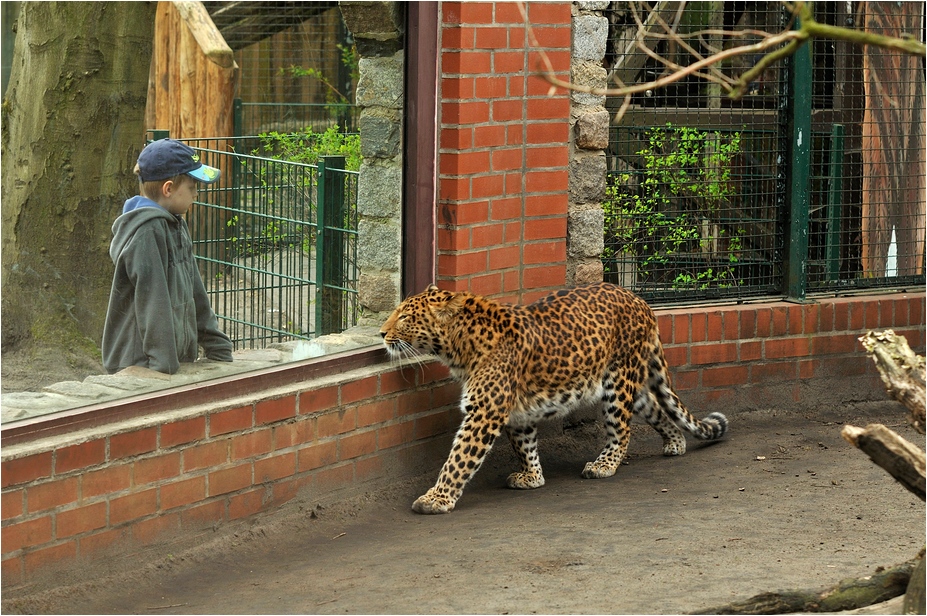 Chinese leopard at Eberswalde