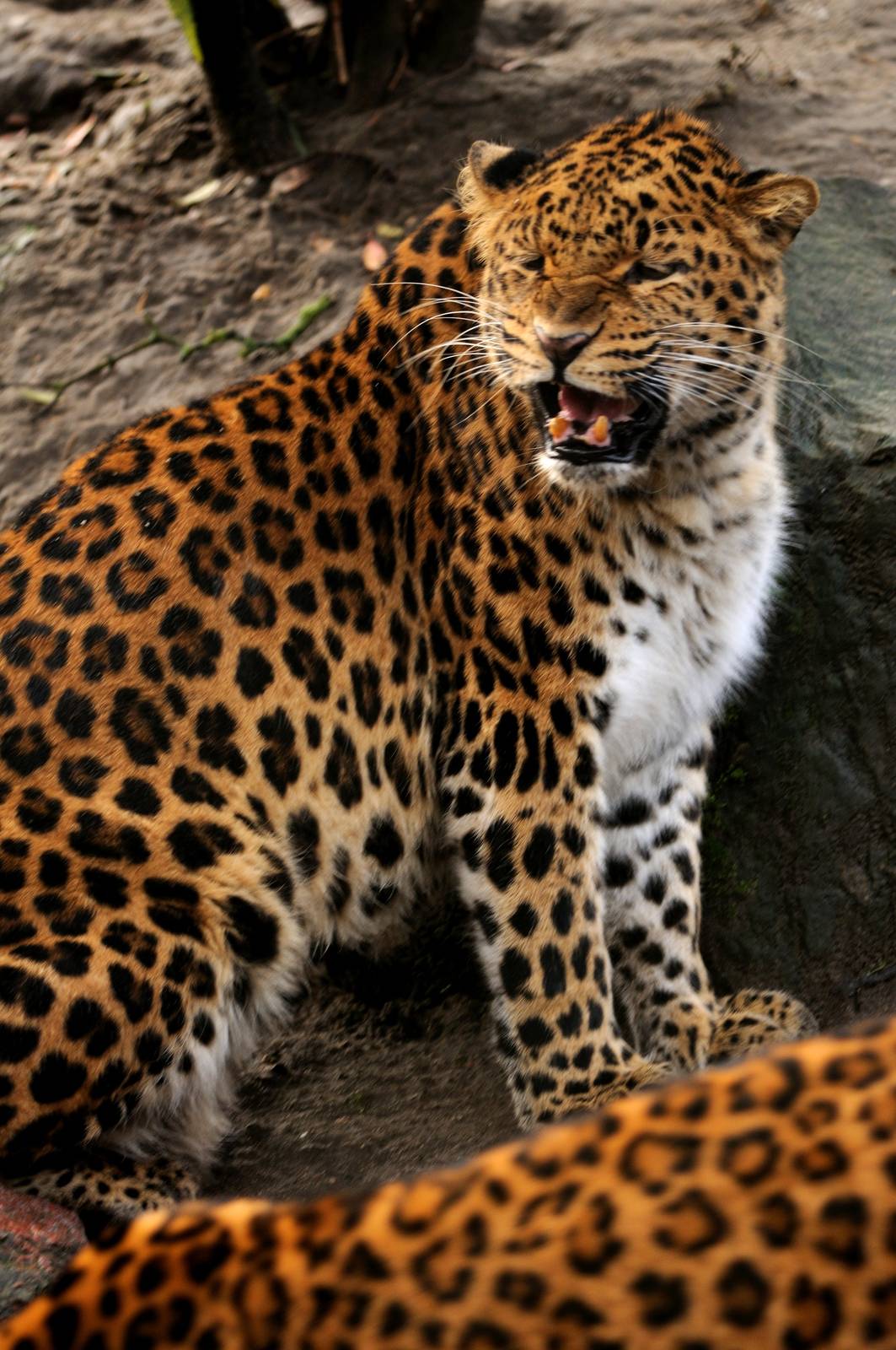 Chinese leopard at Hamburg