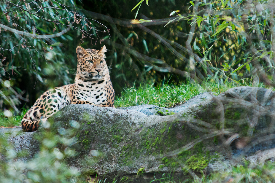 Chinese leopard at Hamburg