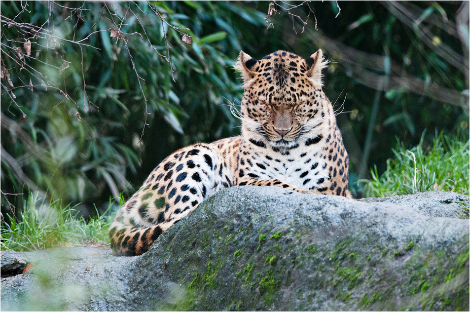 Chinese leopard at Hamburg