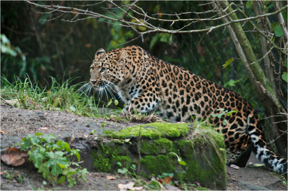 Chinese leopard at Hamburg