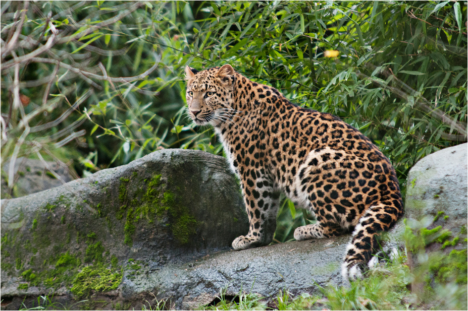 Chinese leopard at Hamburg