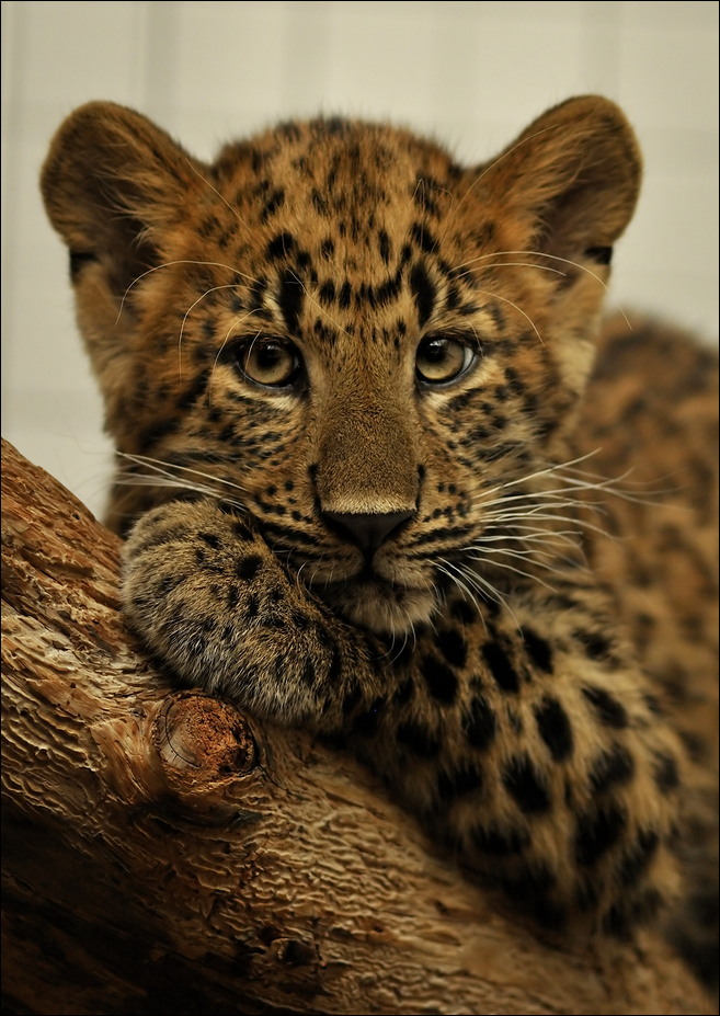 Chinese leopard at Karlsruhe zoo