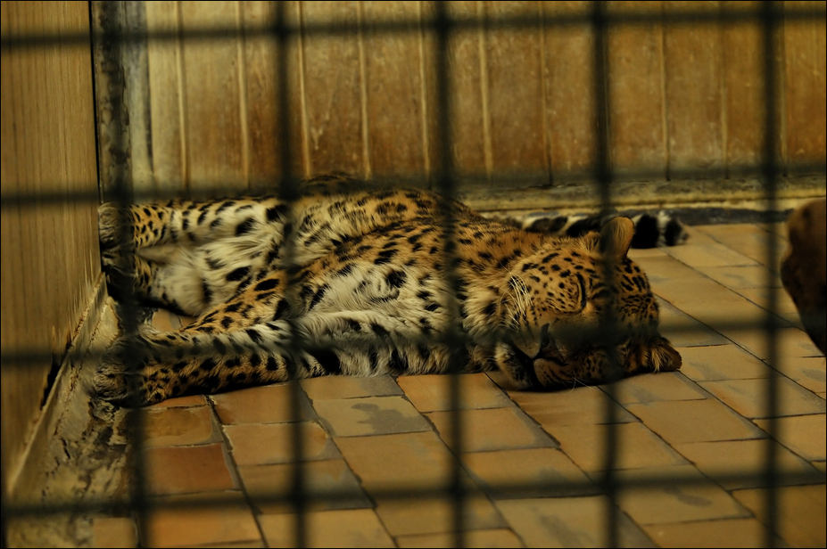 Chinese leopard at Tierpark Berlin