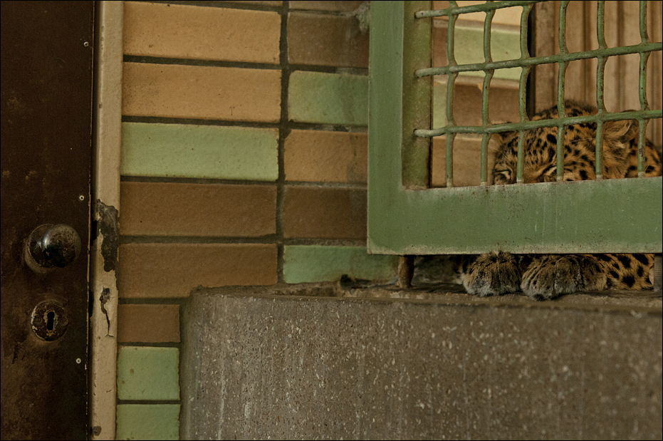 Chinese leopard at Tierpark Berlin