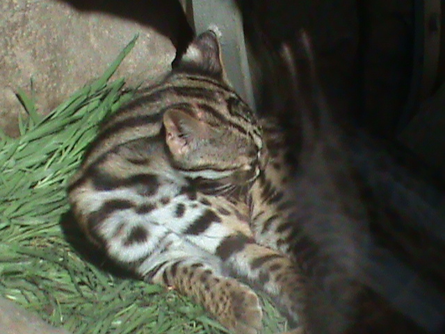 chinese leopard cat 050910