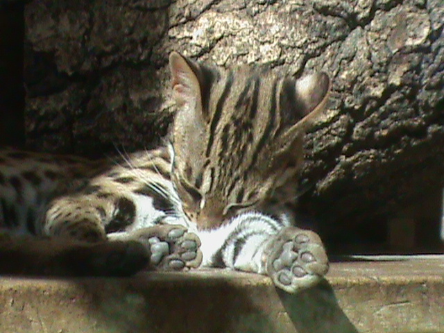 chinese leopard cat 050910