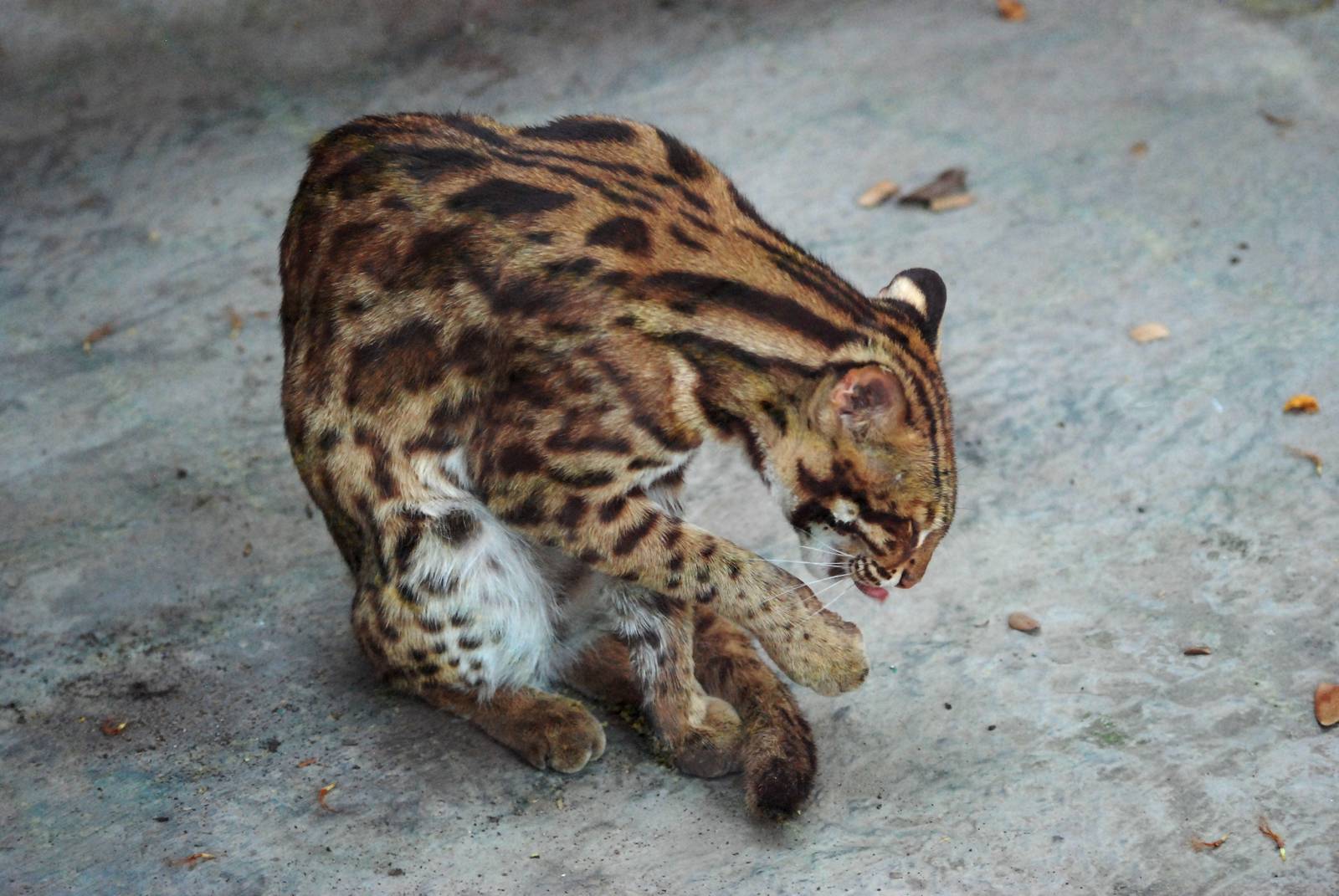 Chinese Leopard Cat at Saigon Zoo, 16/03/12
