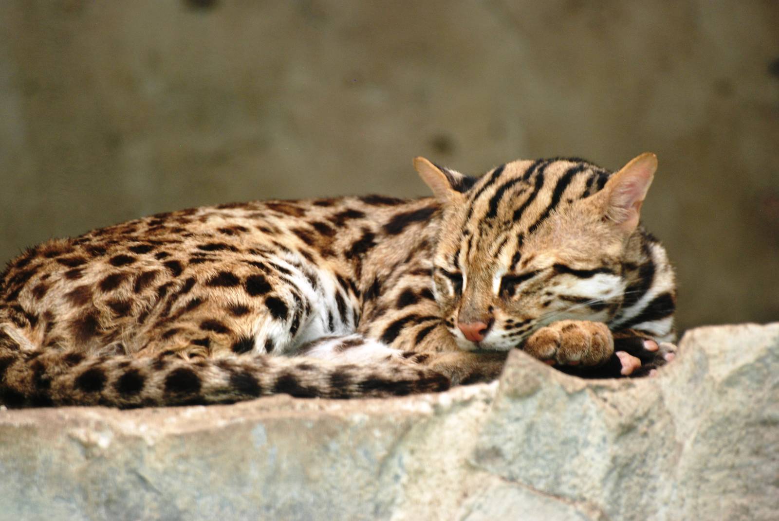 Chinese Leopard Cat at Saigon Zoo, 16/03/12
