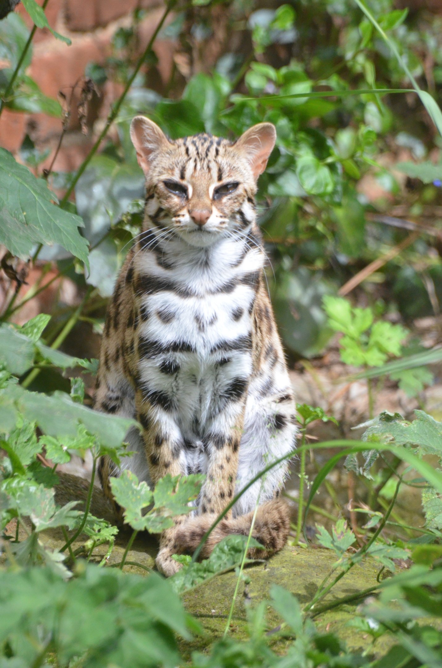 Chinese Leopard Cat at Thrigby Hall, 10/06/17