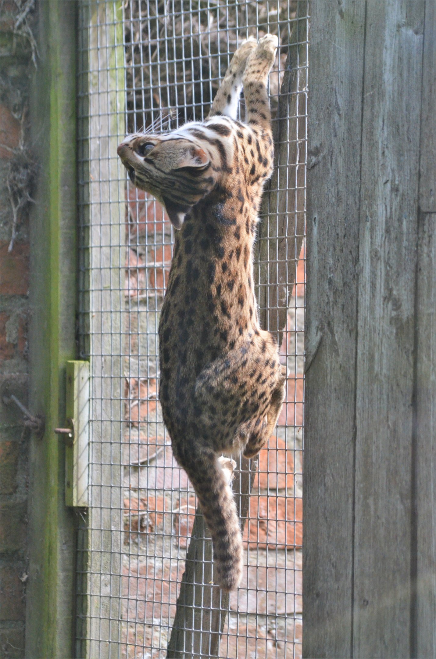 Chinese Leopard Cat at Thrigby Hall, 10/06/17