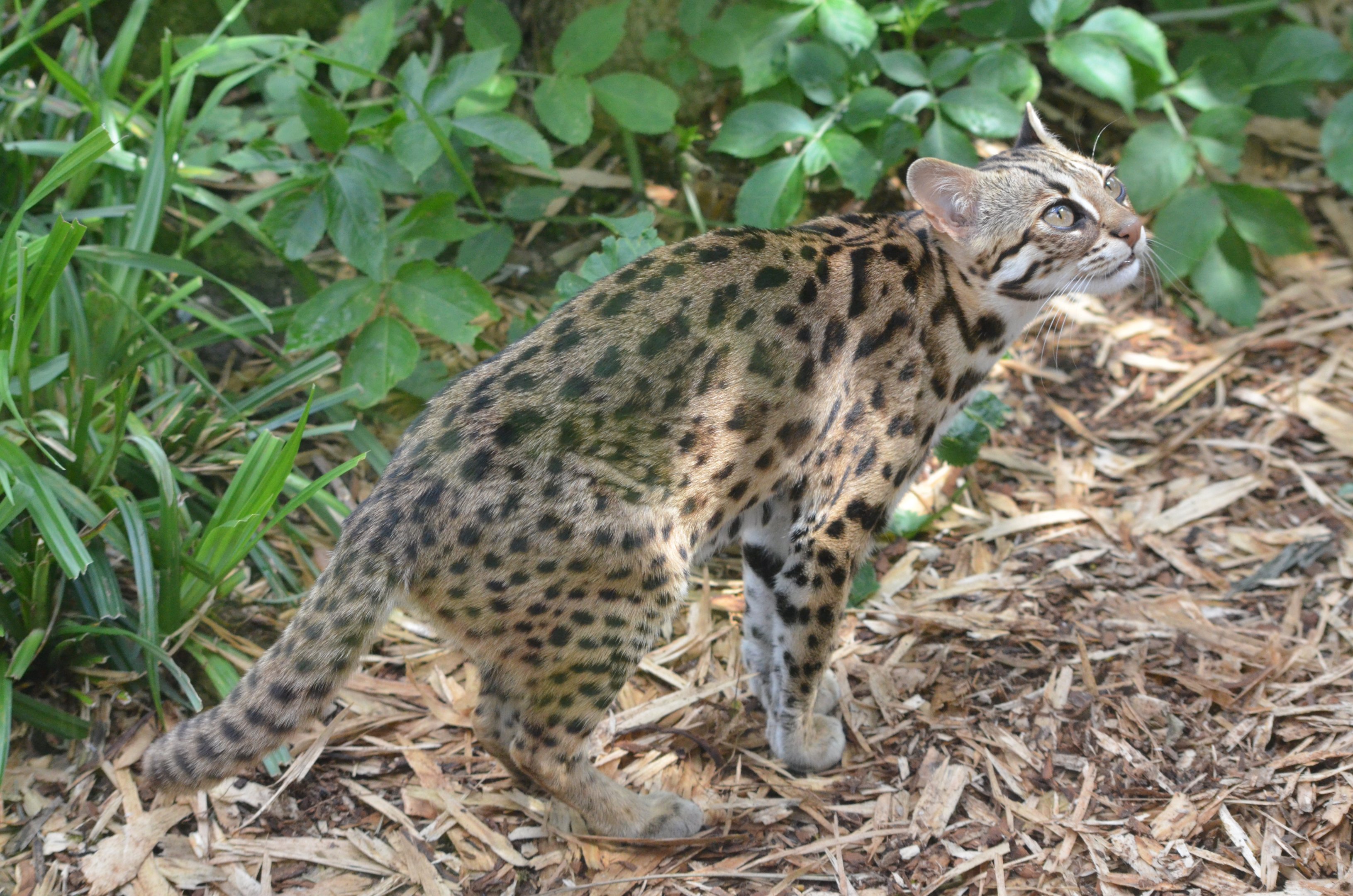 Chinese Leopard Cat at Thrigby Hall, 10/06/17