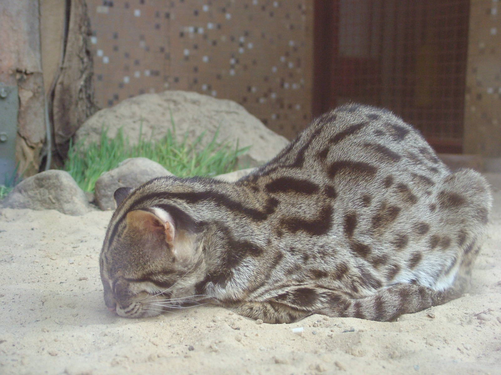 Chinese Leopard Cat at Tierpark Berlin, 30/08/11