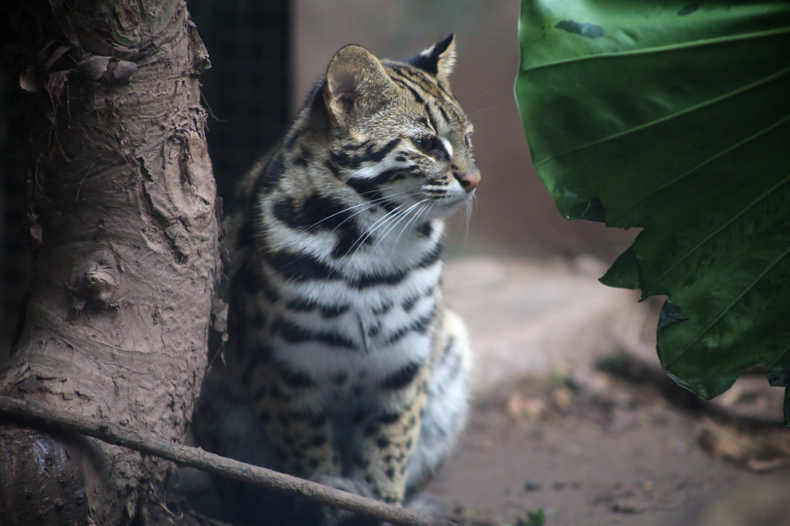 Chinese Leopard Cat (Prionailurus bengalensis chinensis)