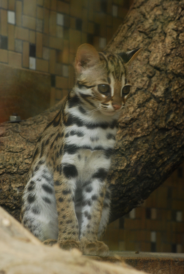 Chinese leopard cat
