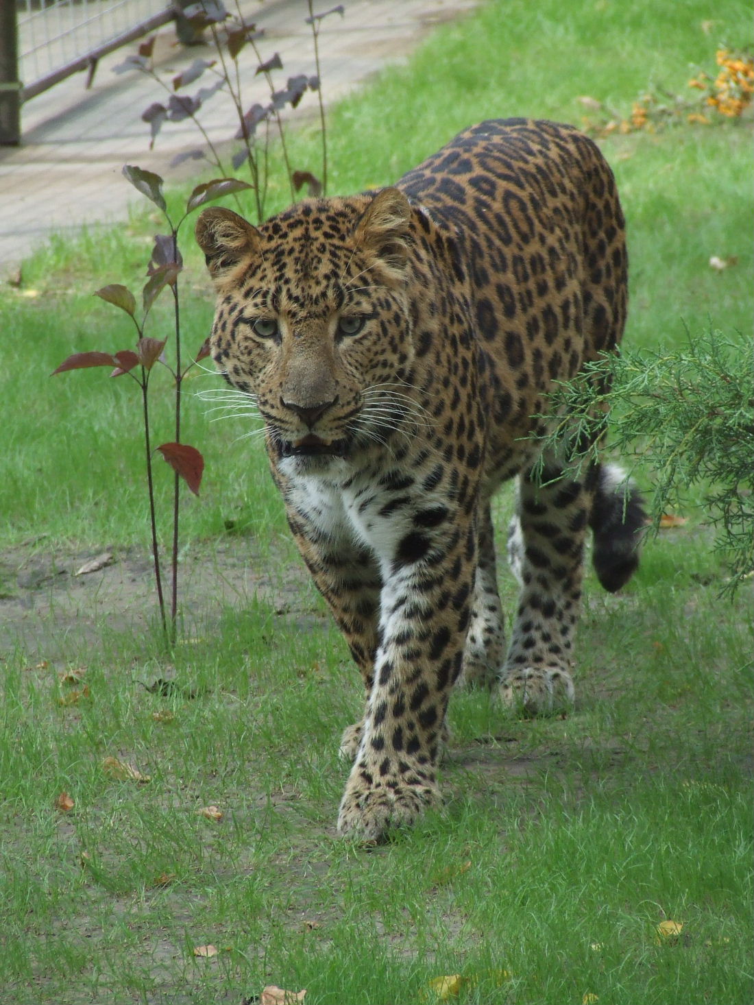 Chinese leopard @ Debrecen Zoo, Hungary