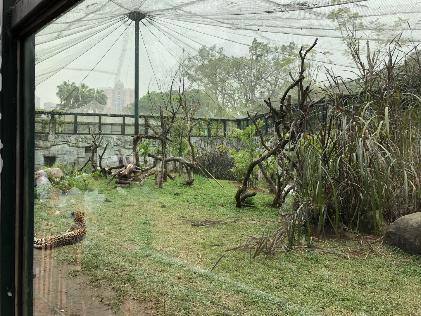 Chinese Leopard Exhibit