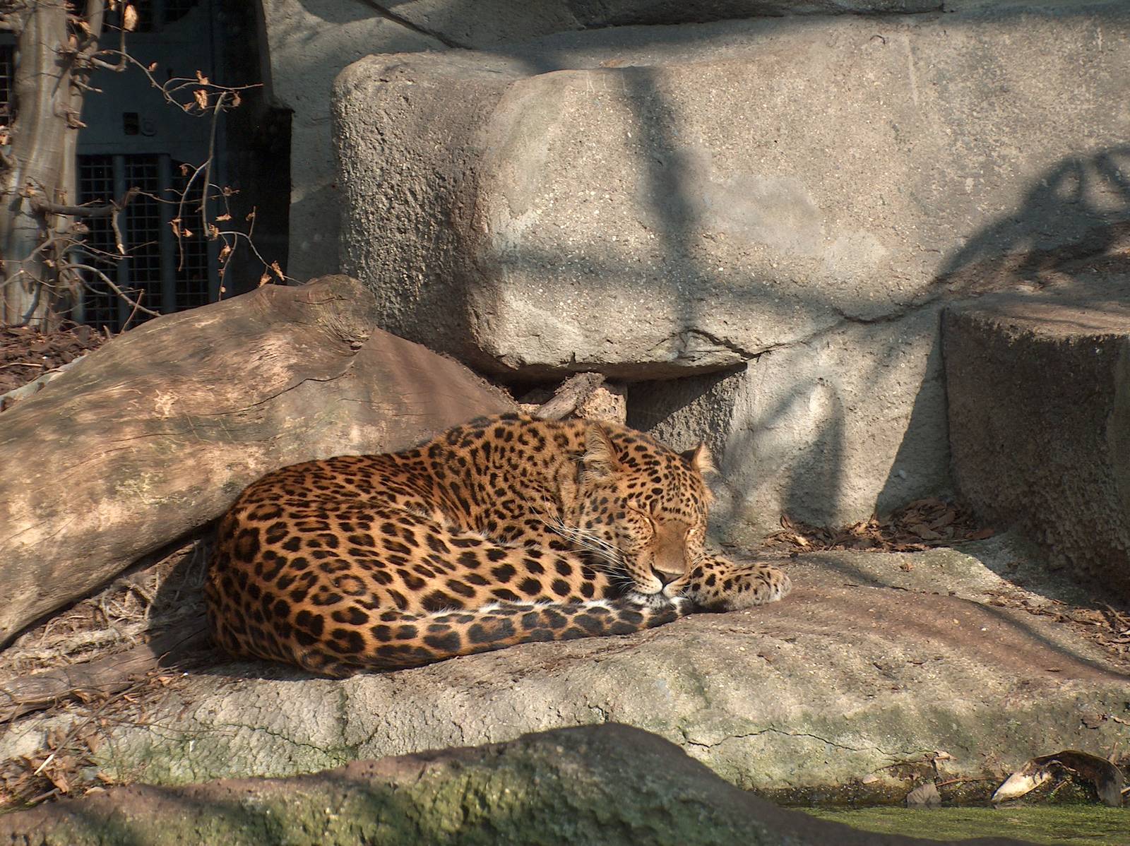 chinese leopard jardin des plantes march 2008