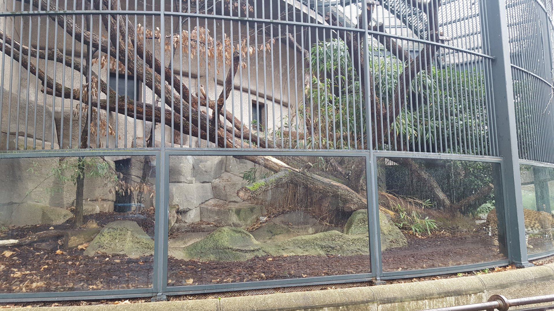 chinese leopard outdoor enclosure