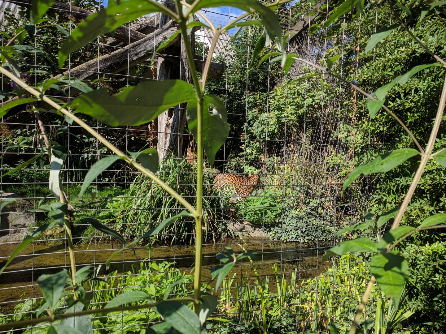 Chinese Leopard Outdoor Enclosure