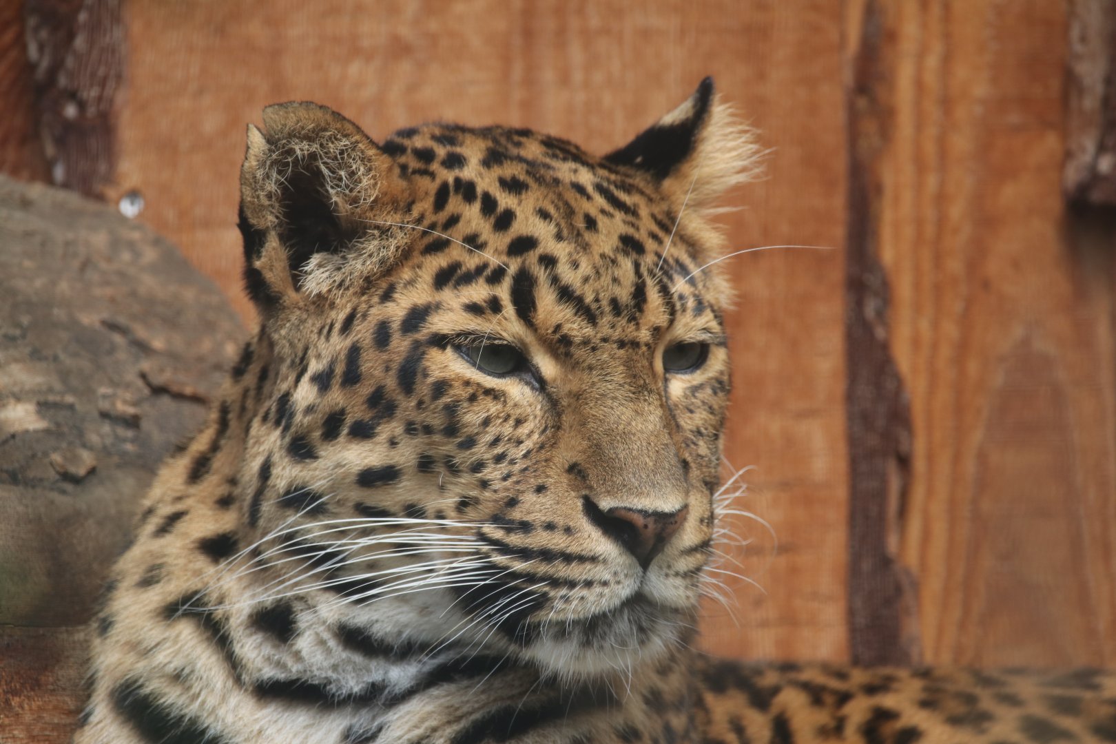Chinese leopard
