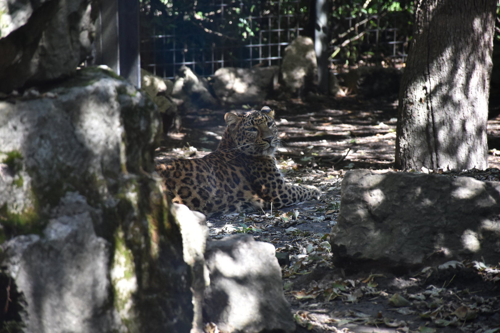 Chinese leopard