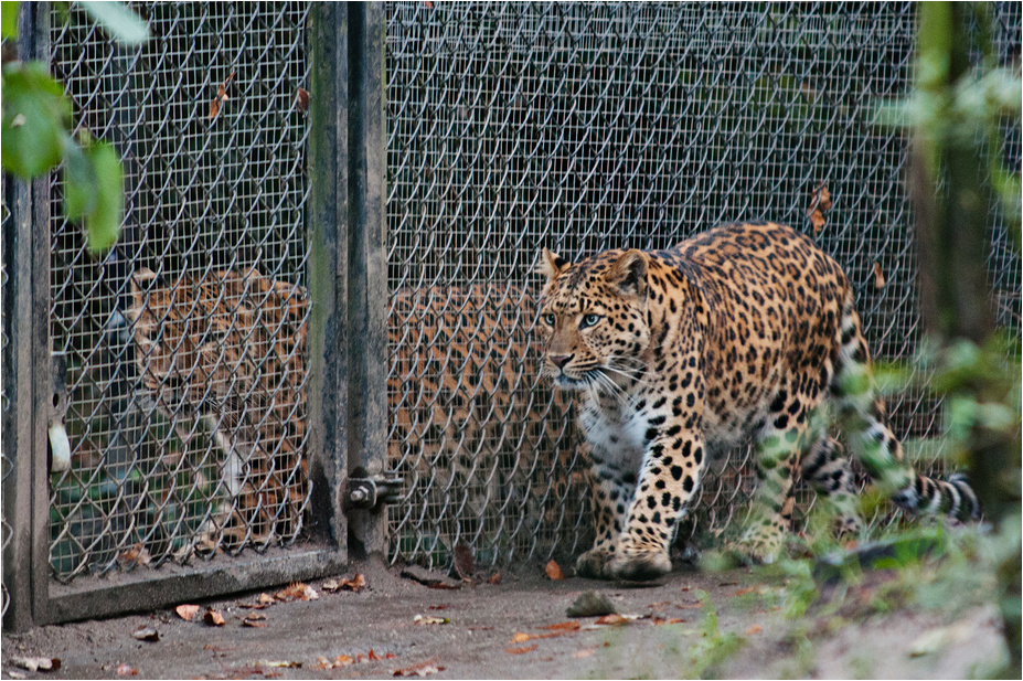 Chinese leopards at Hamburg