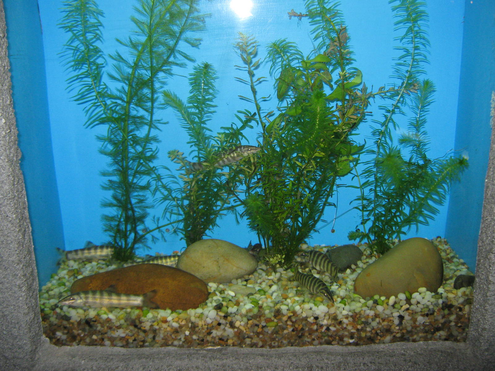 Chinese loaches (Botia superciliaris)