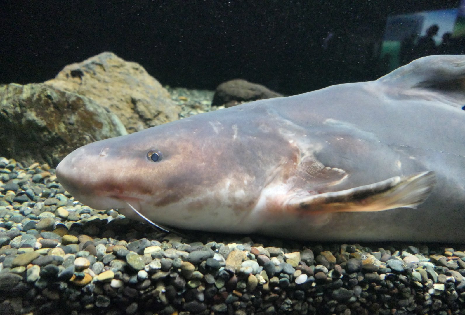 Chinese Longsnout Catfish (Tachysurus dumerili) - Lake Biwa Museum