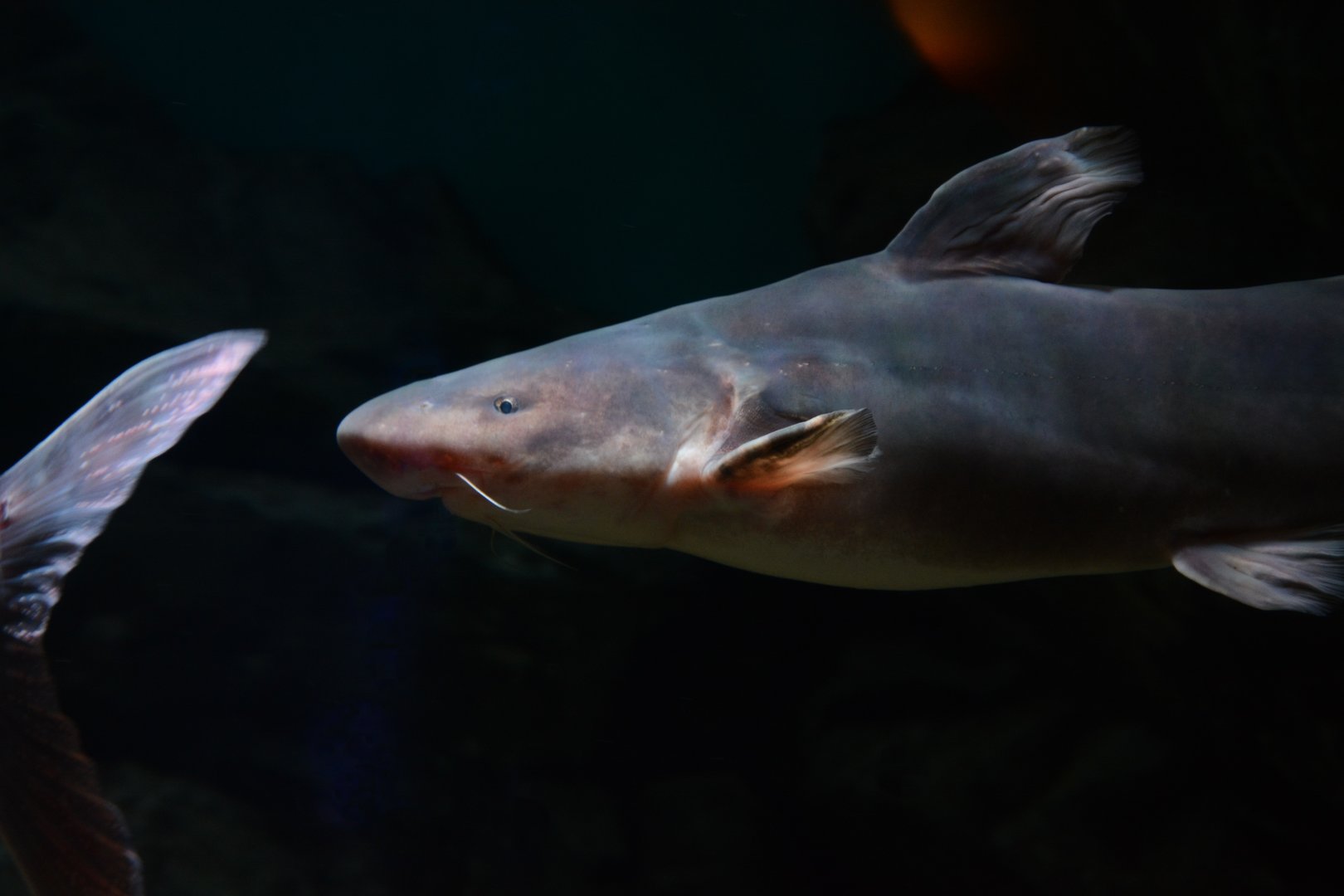 Chinese longsnout catfish (Tachysurus dumerili)