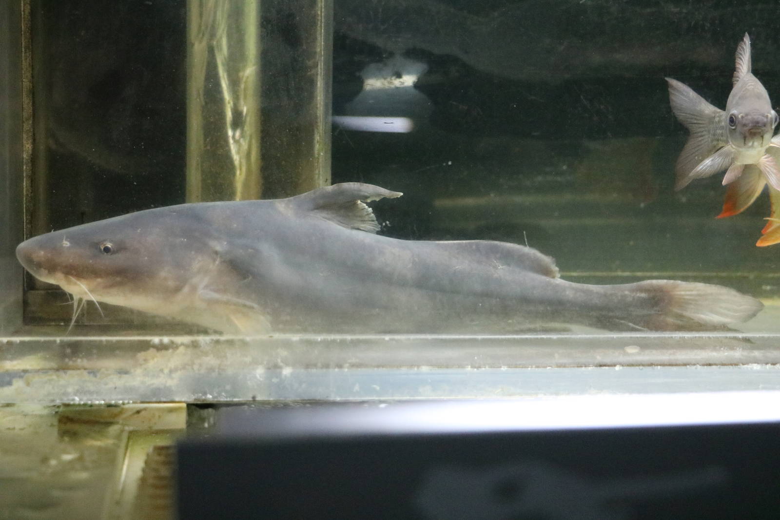 Chinese longsnout catfish - Tokyo Tower Aquarium, February 2016