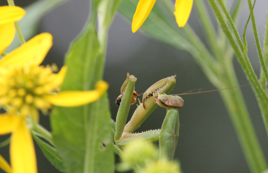 Chinese mantis (Feeding on an insect)