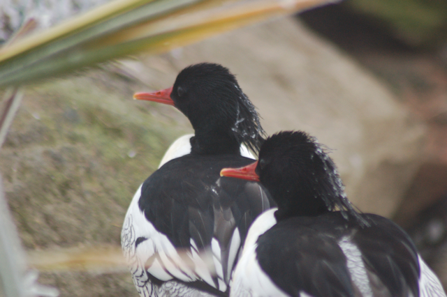 Chinese merganser, Blackbrook, 31.12.08