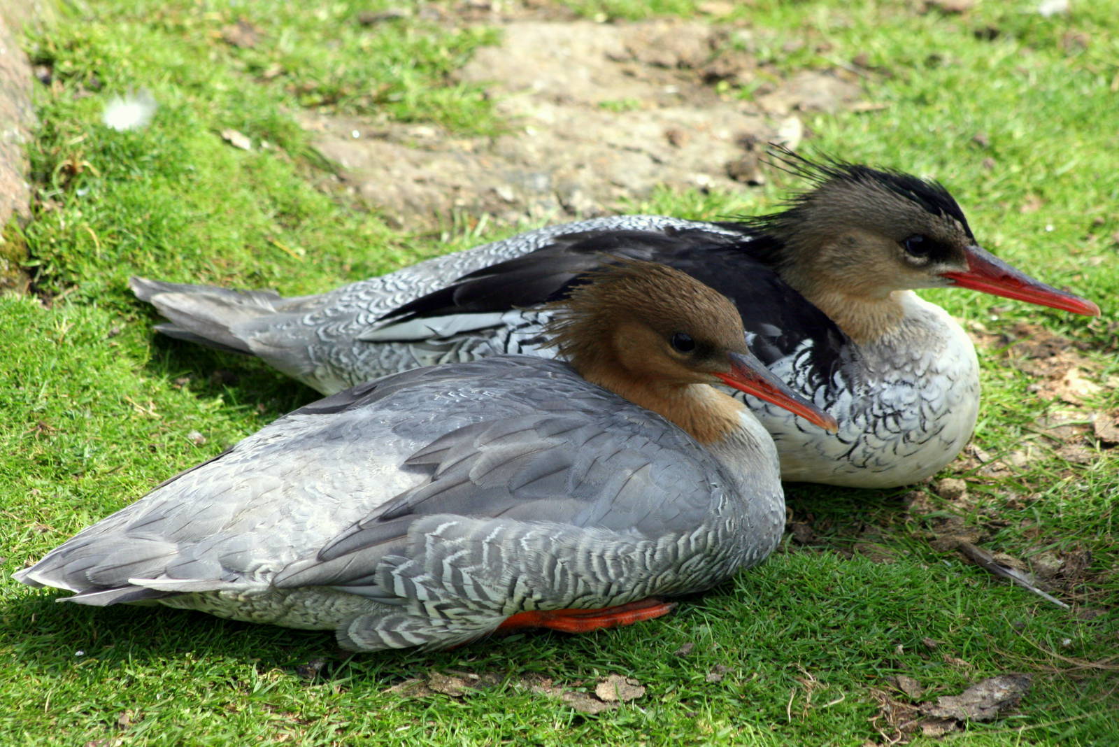 Chinese merganser; Blackbrook; 31st July 2011