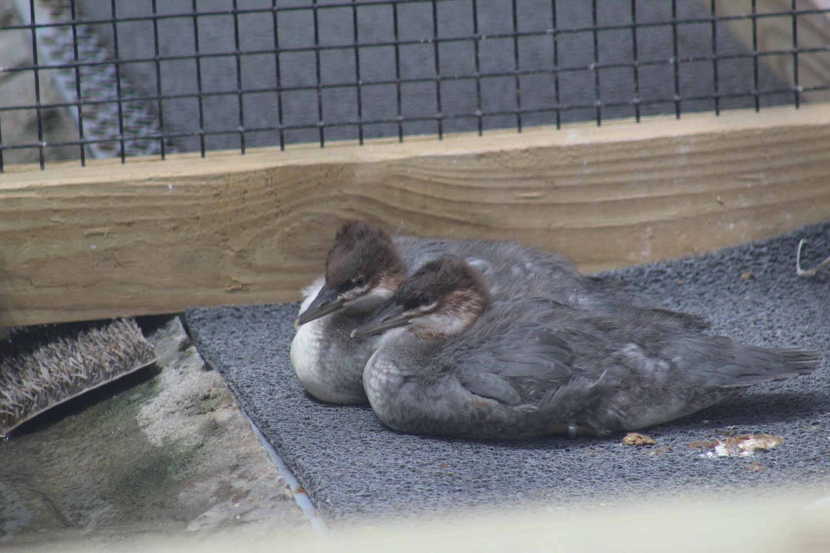 Chinese Merganser Chicks