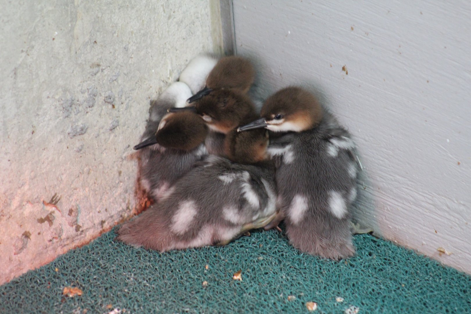 Chinese Merganser Chicks
