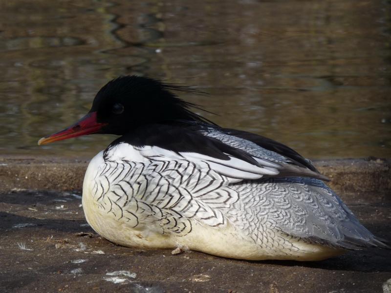Chinese Merganser male