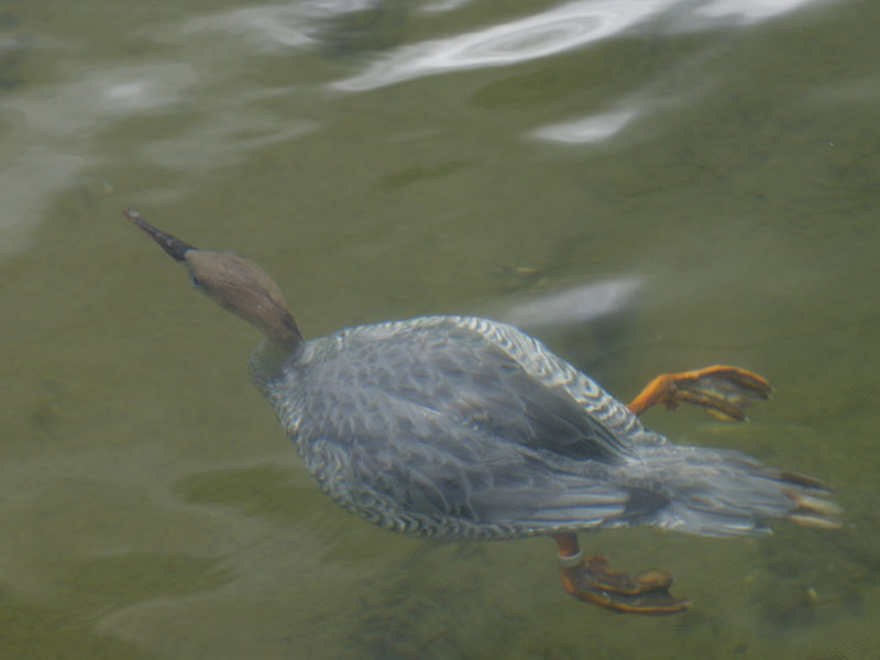 Chinese merganser underwater