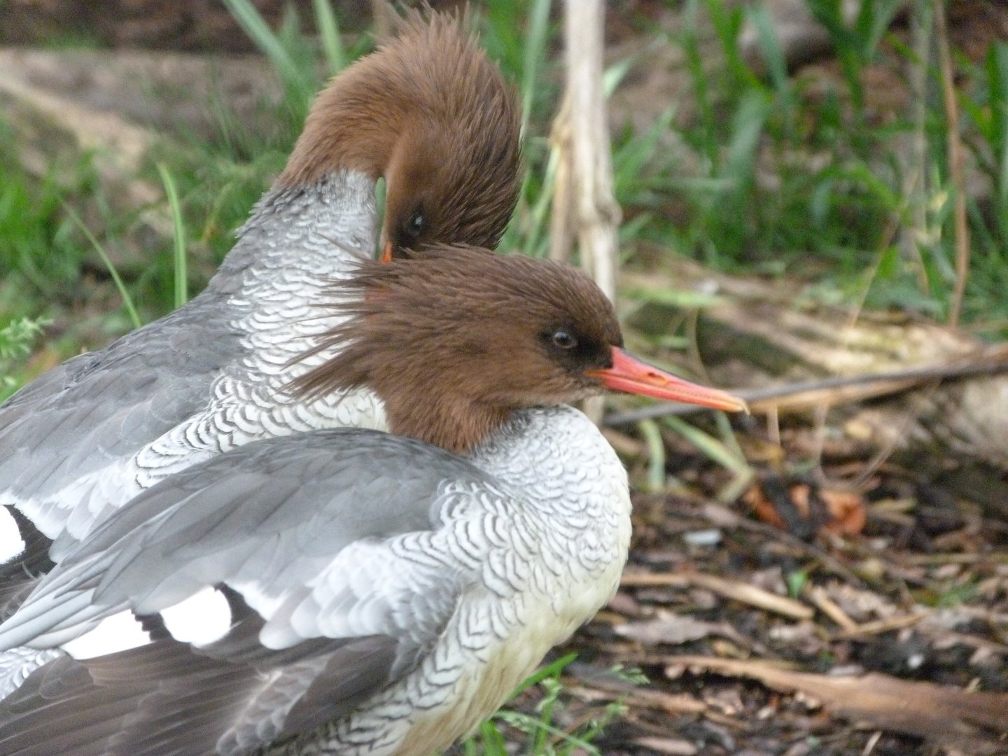Chinese merganser -Zoo Praha (2025)