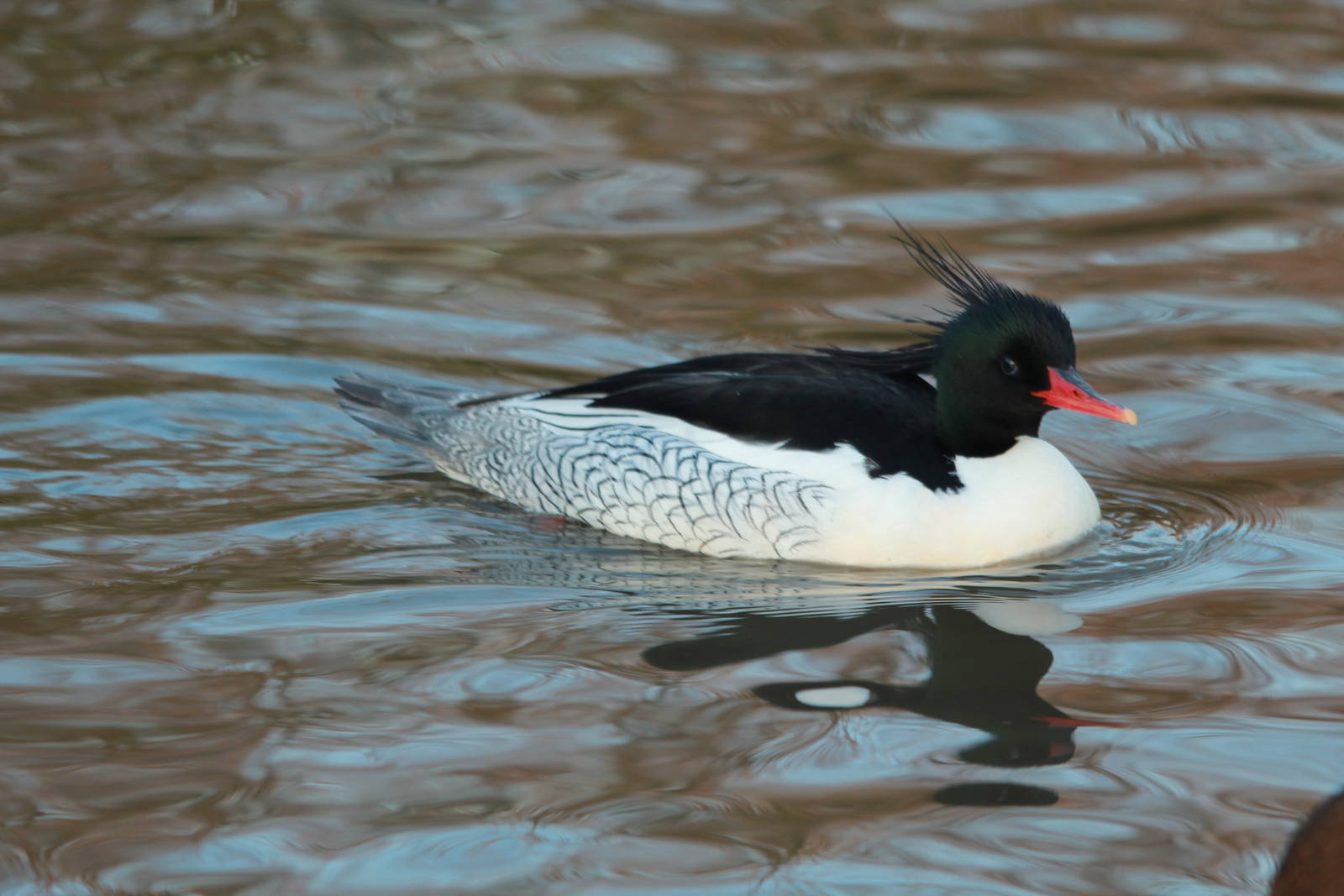 Chinese Merganser