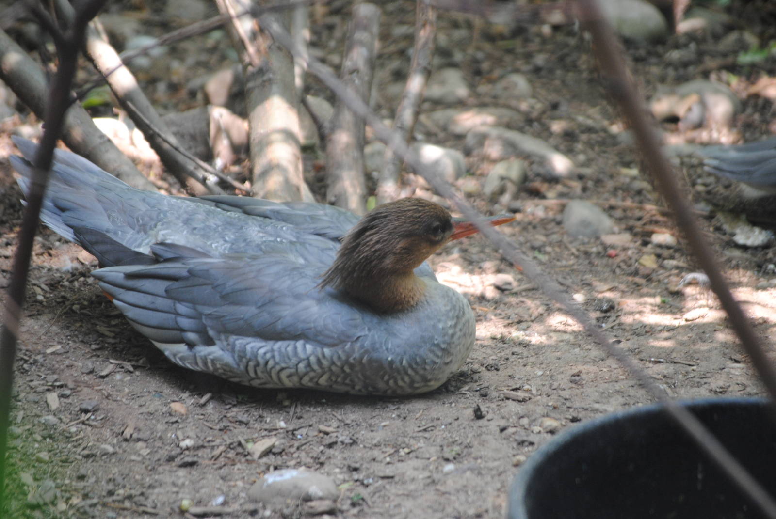 Chinese Merganser