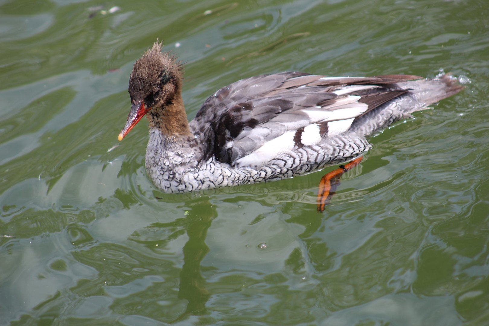 Chinese Merganser