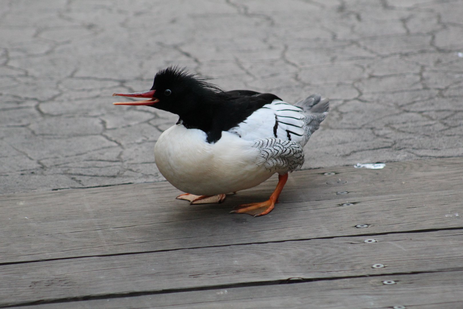 Chinese Merganser