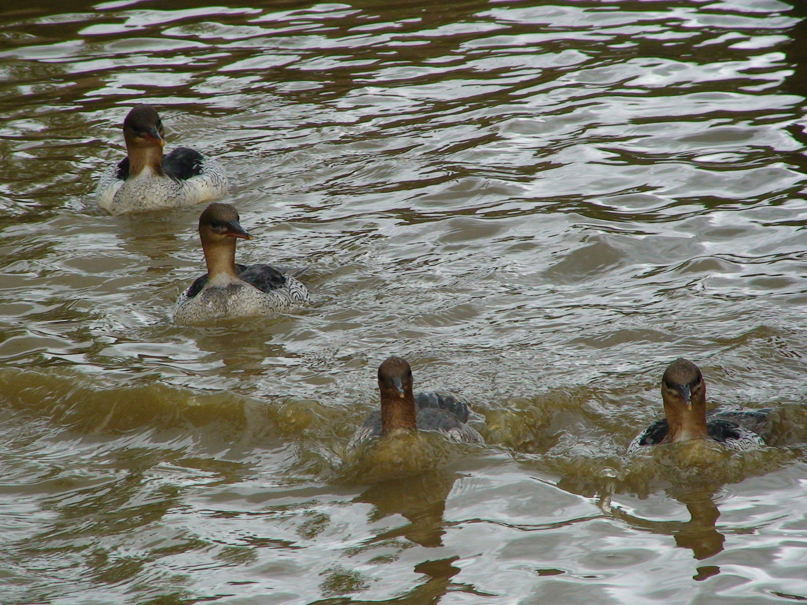 Chinese merganser