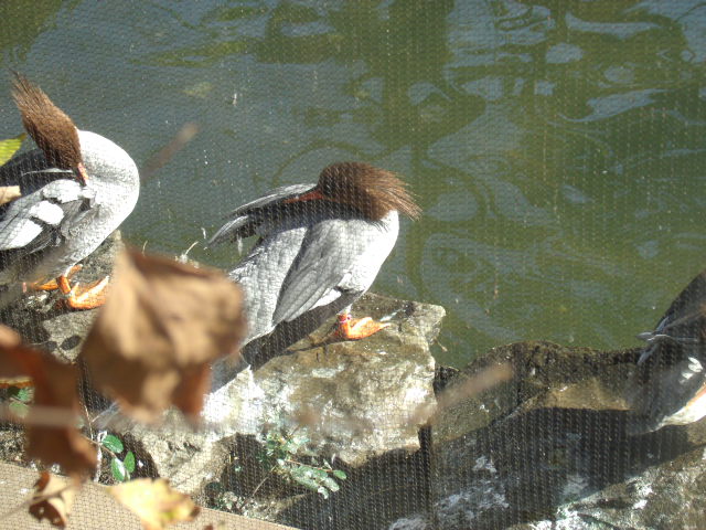 Chinese Mergansers