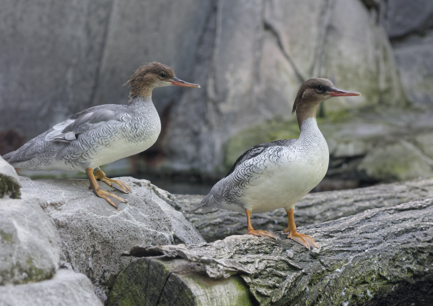 Chinese mergansers