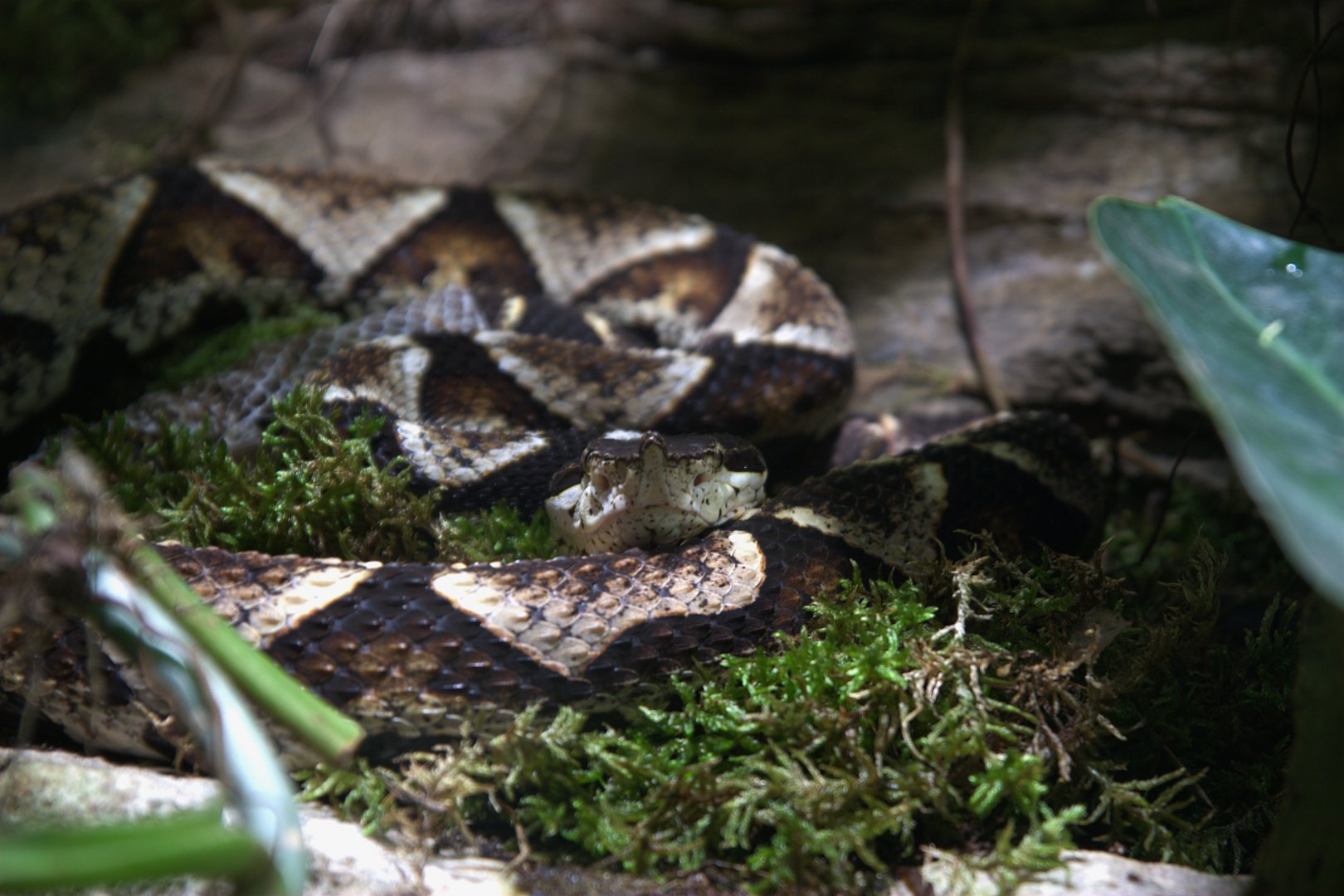 Chinese Moccasin (Deinagkistrodon acutus), 13-09-25